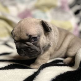 French Bulldog Puppies from Blue Lotus Frenchies
