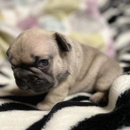 French Bulldog Puppies from Blue Lotus Frenchies