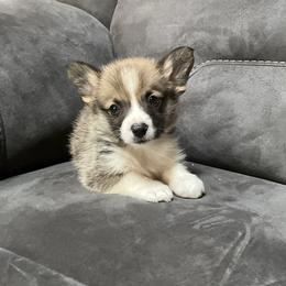Hank - Red male Pembroke Welsh Corgi puppy in Lititz, Pennsylvania from GoldStar Corgis (License Number 18519)