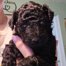 Aurora - Black and white female Aussiedoodle puppy in Windom, Texas from Wild Farm Puppies