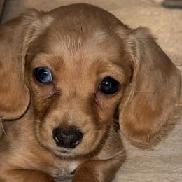 Dachshunds from Horton Hears a Weenie