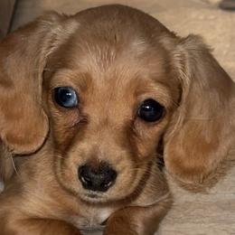 Dachshunds from Horton Hears a Weenie