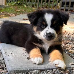 Boy 5 - Black & white male Miniature American Shepherd puppy in Rensselaerville, New York from Callen Kennels