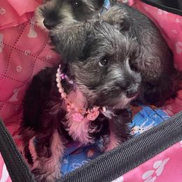 Daisy - Salt and pepper female Miniature Schnauzer puppy in Anthony, Florida from Amanda Tragash