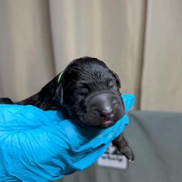 Boy 1 - Black and red male German Shepherd puppy in Tennessee from Chattanooga Tn German Shepherds