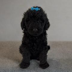 Sophie - Black female Double Doodle puppy in Big Stone Gap, Virginia from Southern Sunshine Doodles