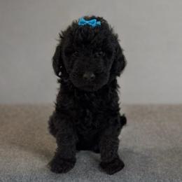 Sophie - Black female Double Doodle puppy in Big Stone Gap, Virginia from Southern Sunshine Doodles