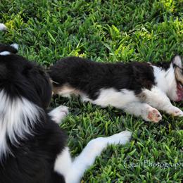 Australian Shepherd Puppies from Dovehawk Australian Shepherds