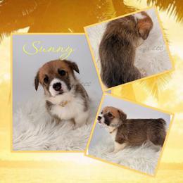 Sunny - Red male Pembroke Welsh Corgi puppy in Kiowa, Colorado from Cool Water Corgis LLC