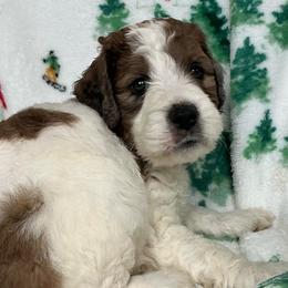 SULLIVAN - Brown and white male Saint Berdoodle puppy in San Antonio, Texas from Mammoth Doodles