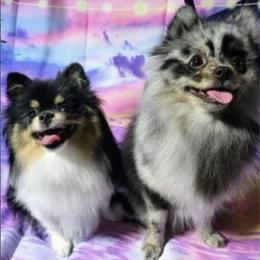 Companion Crosses and Pomeranians from West Coast Diva Pupz