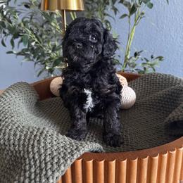 Marina - Parti female Goldendoodle puppy in Hemet, California from Vallevistadoodles