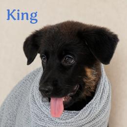 King - Black and cream male German Shepherd puppy in De Land, Florida from 3B’s Animal Artistry