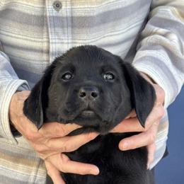 Beige Collar - Black female Labrador Retriever puppy in Buckeye, Arizona from Foothills Labrador Retrievers