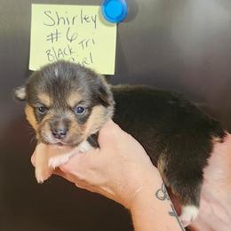 Shirley girl 6 - Black and white female American Corgi puppy in Hampton, Tennessee from TC Farms Stock Dogs - Miniature Australian Shepherds