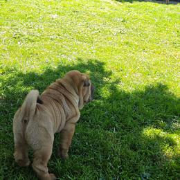 Boy 4 teal collar Rockie - Red fawn male Chinese Shar-Pei puppy in Oil City, Pennsylvania from Hannaggin Shar Pei