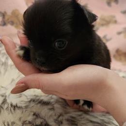 Girl 3 - female Chihuahua puppy in Chesapeake, Virginia from Elsbeth's Chihuahuas