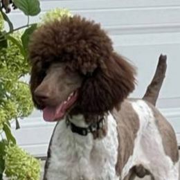 Winston - Poodle