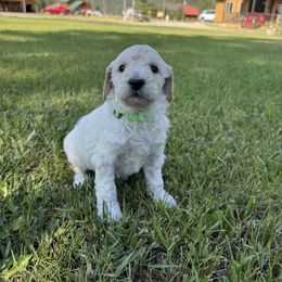 Goldendoodle Puppies from Elevation Goldens