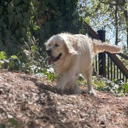 Boz - Golden Retriever