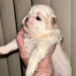 Chrissy - Cream and white female Shih Tzu puppy in Victorville, California from Precioustzus
