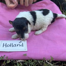 Girl 1 - female Wire Fox Terrier puppy in Timberlake, North Carolina from Lyndon Meadow Farm
