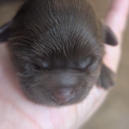 Copper - Chocolate male Shih Tzu puppy in Claxton, Georgia from Small Pawz Shih tzu