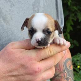 Josephine - Fawn and white male Chihuahua puppy in East Camden, Arkansas from RoyAl