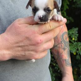 Josephine - Fawn and white male Chihuahua puppy in East Camden, Arkansas from RoyAl