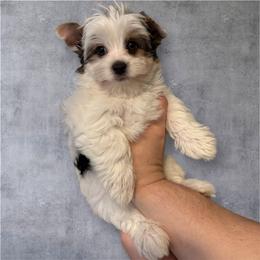 Frank 3,850 - Black tan and white male Biewer Terrier puppy in Temecula, California from Biewer Puppies USA