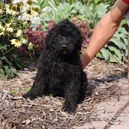 Peter - Black male Whoodle puppy in West Bend, Iowa from Blue Skies Terriers