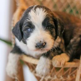 Brooks - Sable male Bernedoodle puppy in Crete, Nebraska from Doodles & Co