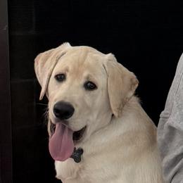 Labrador Retriever All Grown Up from Black Bell Labrador Retrievers