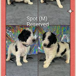 Spot - Parti male Goldendoodle puppy in Water Valley, Mississippi from Olympian Doodles