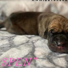 Aspen - Great Dane puppy in Loris, South Carolina from Outback Danes