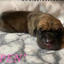 Aspen - Great Dane puppy in Loris, South Carolina from Outback Danes