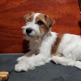 Bichon Frise, Russell Terrier, and Shetland Sheepdog Puppies from Mountain Ash Farms