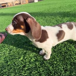 Cherry - Piebald female Dachshund puppy in Tucson, Arizona from Crowned Doxies