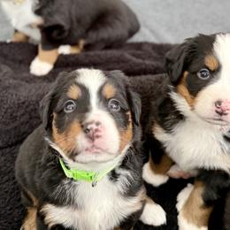 Bernese Mountain Dog Puppies from Cocos Puppy Tales