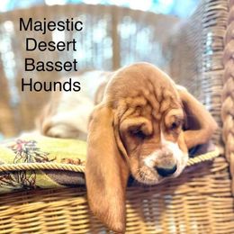 Basset Hound Puppies from Majestic Desert Basset Hounds