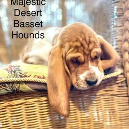 Basset Hound Puppies from Majestic Desert Basset Hounds