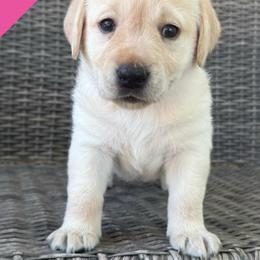 Girl 4 - Yellow female Labrador Retriever puppy in Wilson’s, Virginia from Cedar Hill Farm Labradors