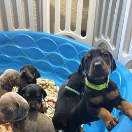 Doberman Pinscher Puppies from Aaliyah’s Dobies