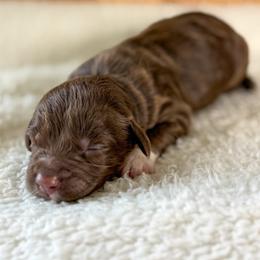 Tinsel - Chocolate female Goldendoodle puppy in Warsaw, Ohio from Lovabledoodles