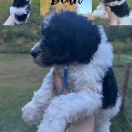 Boy 2 - Parti Poodle puppy in Cullman, Alabama from Southern Tide Poodles & Doodles