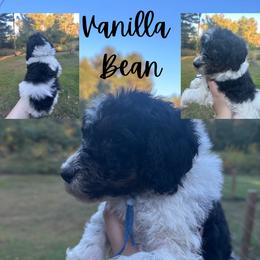 Boy 2 - Parti Poodle puppy in Cullman, Alabama from Southern Tide Poodles & Doodles