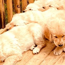 Golden Retrievers from Wilkinson’s Wonders