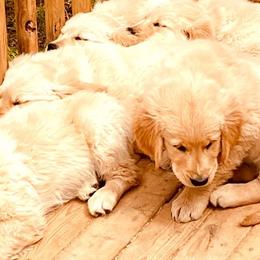 Golden Retrievers from Wilkinson’s Wonders