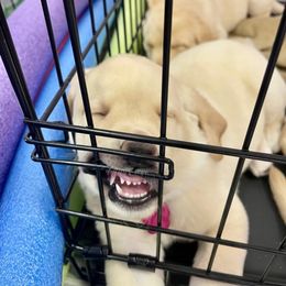 Labrador Retriever Puppies from Jewell Labradors