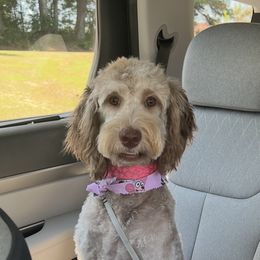 Coco - Goldendoodle